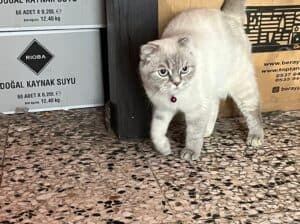 Bulunan British Kedi