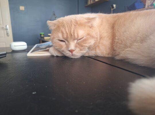 Maşukiye Kayıp kedi