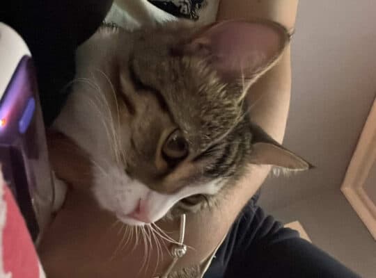 Kayıp Kedi Minik