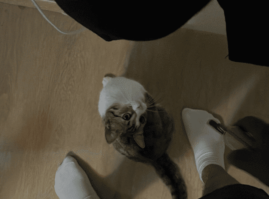 Kayıp Kedi Minik