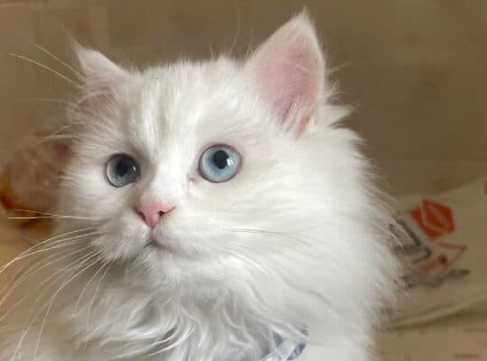 Kayıp Kedi Lili