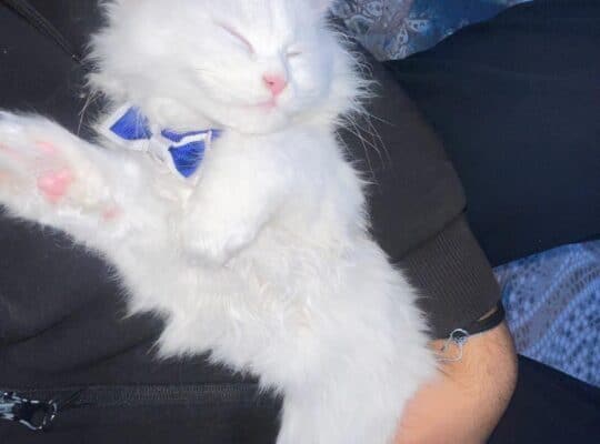 Kayıp Kedi Lili