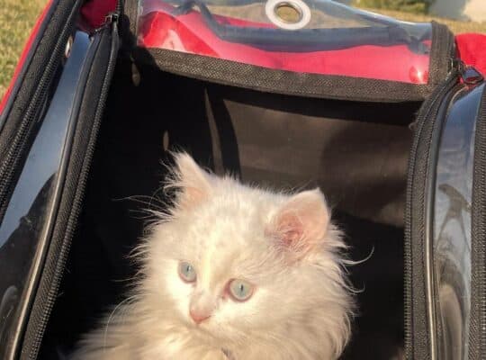 Kayıp Kedi Lili