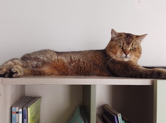 Kayıp Kedi