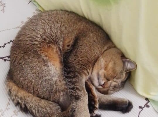 Kayıp Kedi
