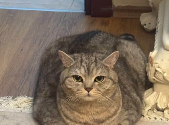 Kayıp Kedi