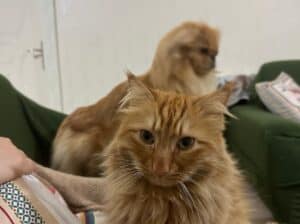 Kayıp Kedi