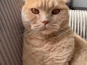 Maşukiye Kayıp kedi