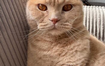 Maşukiye Kayıp kedi