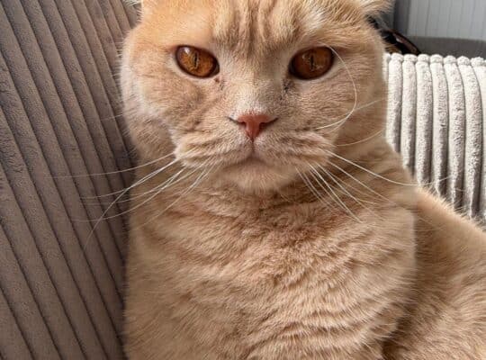 Maşukiye Kayıp kedi