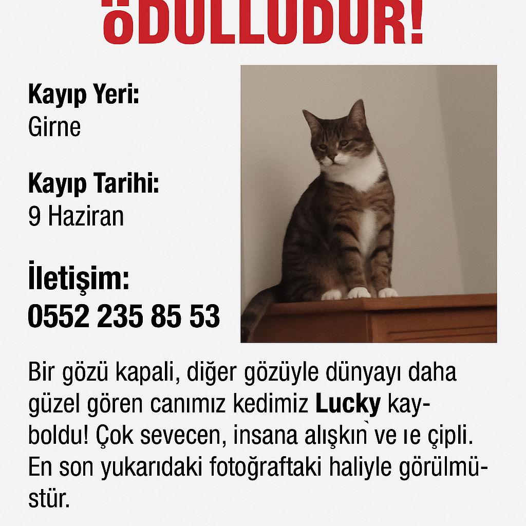 Kayıp Kedi Lucky