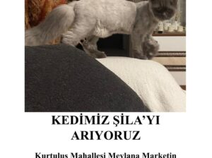 Kayıp Kedi Şila