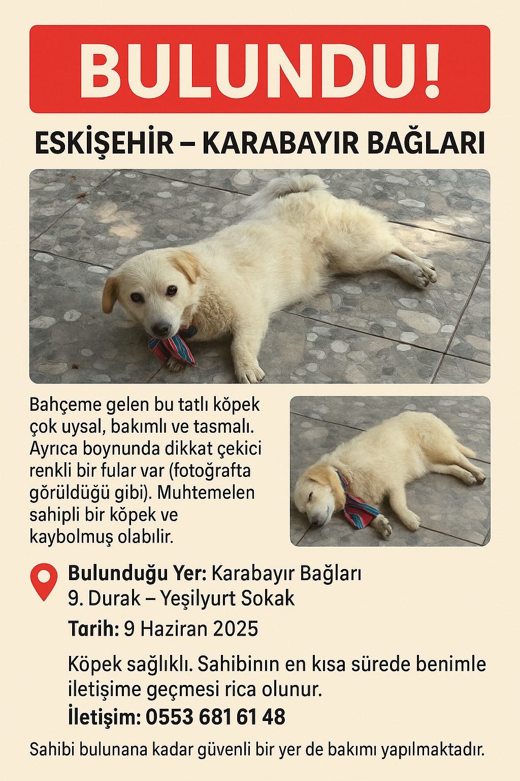 Bulunan Köpek