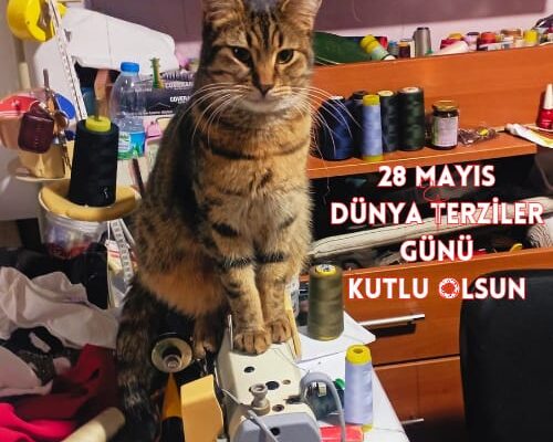 Kayıp Tekir Kedi