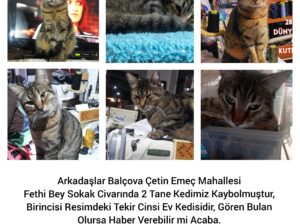 Kayıp Tekir Kedi