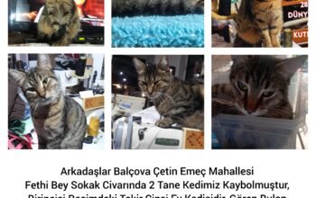 Kayıp Tekir Kedi