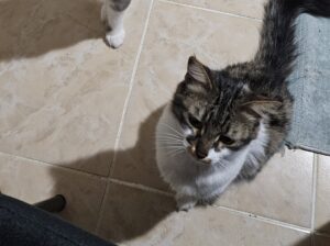 Kayıp Tekir Kedi Pamuk