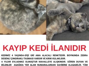 Kayıp Kedi