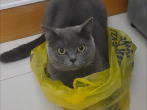 Kayıp Kedi