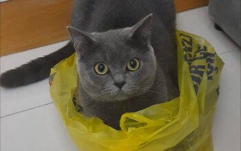 Kayıp Kedi