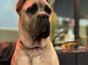 Kayıp Köpek Matilda