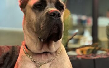 Kayıp Köpek Matilda