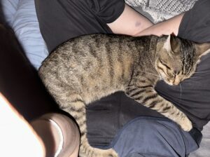 Kayıp Tekir Kedi Kira