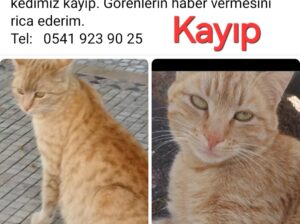Kayıp Sarman Kedi
