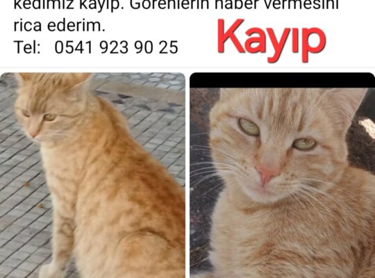Kayıp Sarman Kedi