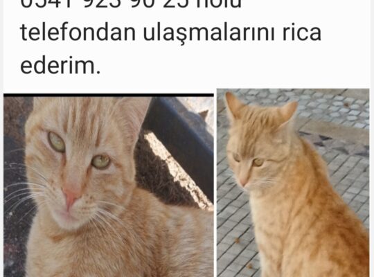 Kayıp Sarman Kedi