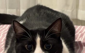 Kayıp Kedi Şanslı