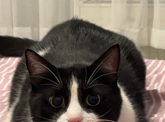 Kayıp Kedi Şanslı