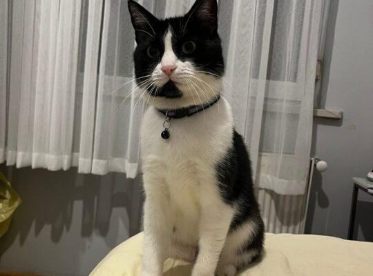 Kayıp Kedi Şanslı