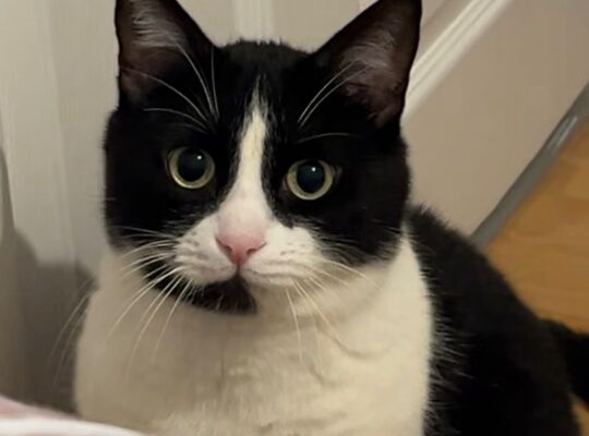 Kayıp Kedi Şanslı