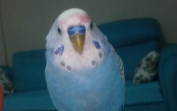 Kayıp Muhabbet Kuşu Bulut