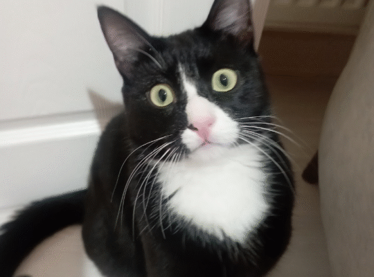 Kayıp Kedi Batman