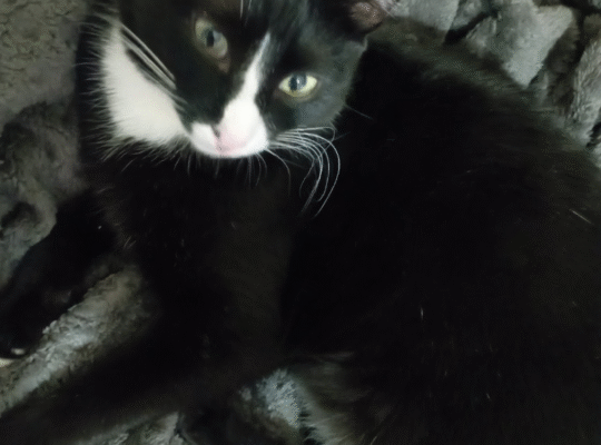 Kayıp Kedi Batman