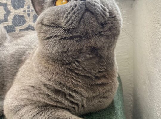 Kayıp Kedi
