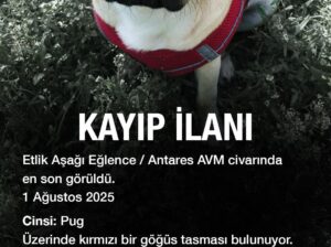 Kayıp Pug
