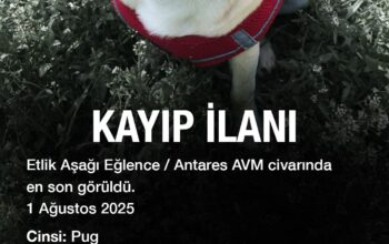 Kayıp Pug