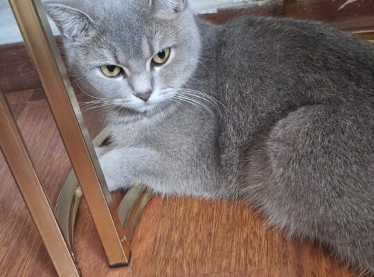 Kayıp Kedi