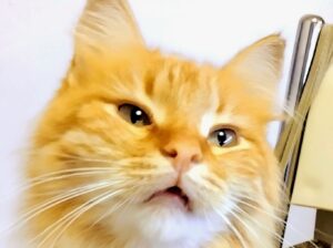 Kayıp Sarman ve Çinçilla Kırması Kedi