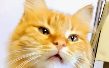 Kayıp Sarman ve Çinçilla Kırması Kedi