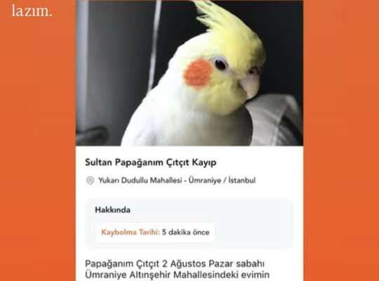 Kayıp Sultan papağanı