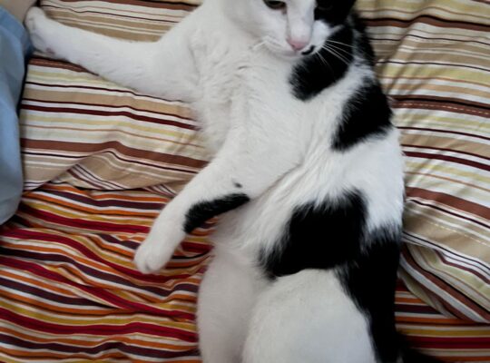 Kayıp Kedi
