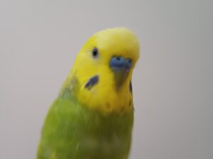 Kayıp Muhabbet kuşu