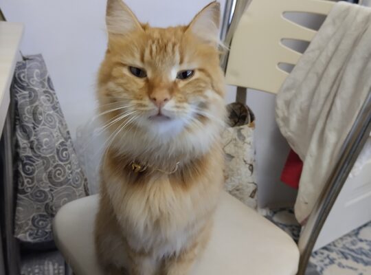 Kayıp Sarman ve Çinçilla Kırması Kedi