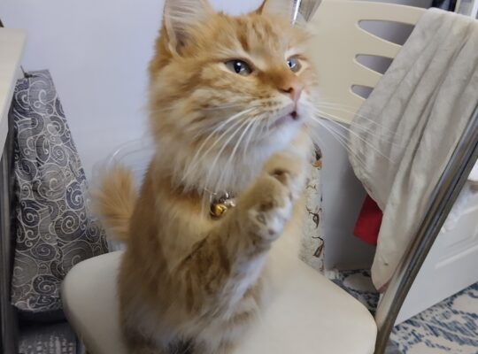 Kayıp Sarman ve Çinçilla Kırması Kedi
