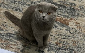 Kayıp Kedi Merkür