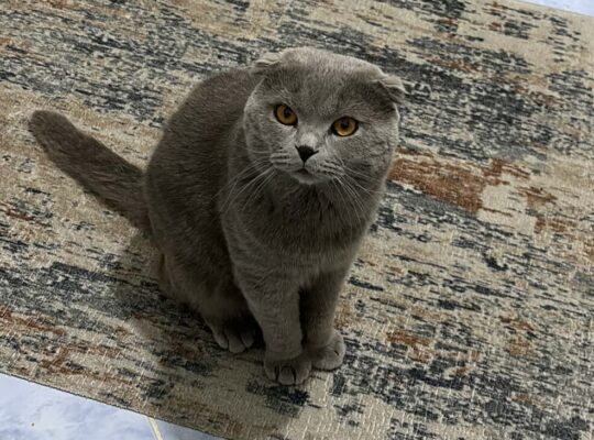Kayıp Kedi Merkür